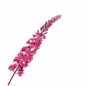 Eremurus steel fuchsia 107 cm Silk-ka
