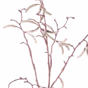 berkenkatjestak-betula-pendula-x25fruits-66cm-1